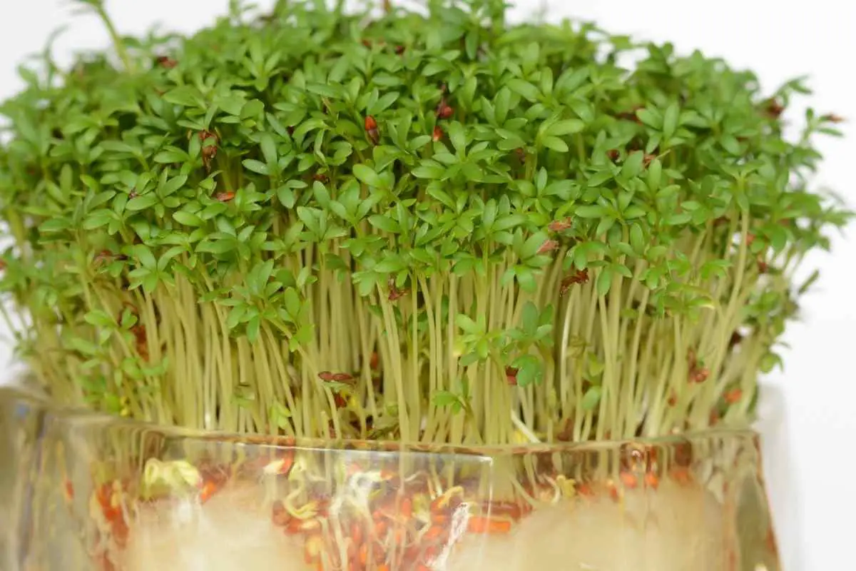 How to Grow Cress in a Jar?