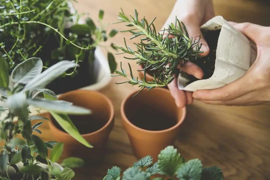 Can You Grow Herbs Indoors Without Sunlight?