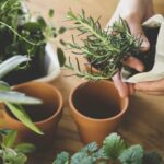 Can You Grow Herbs Indoors Without Sunlight?