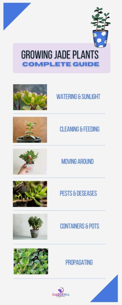 Growing jade plant complete guide