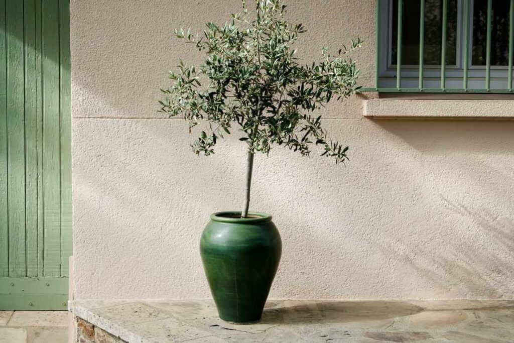 Olive tree in pot