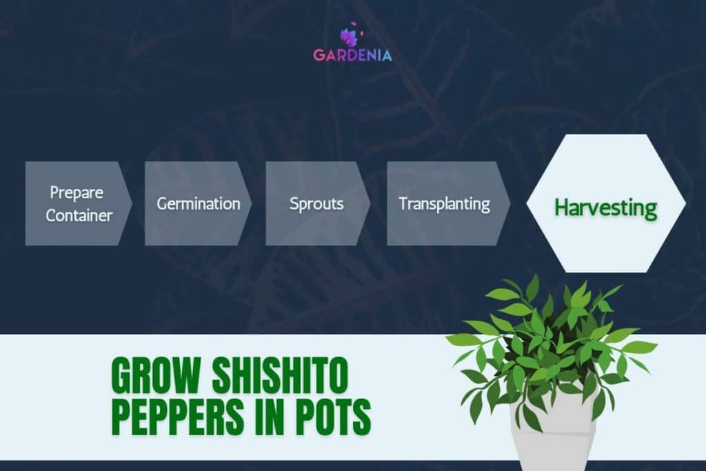 Grow shishito peppers in pots