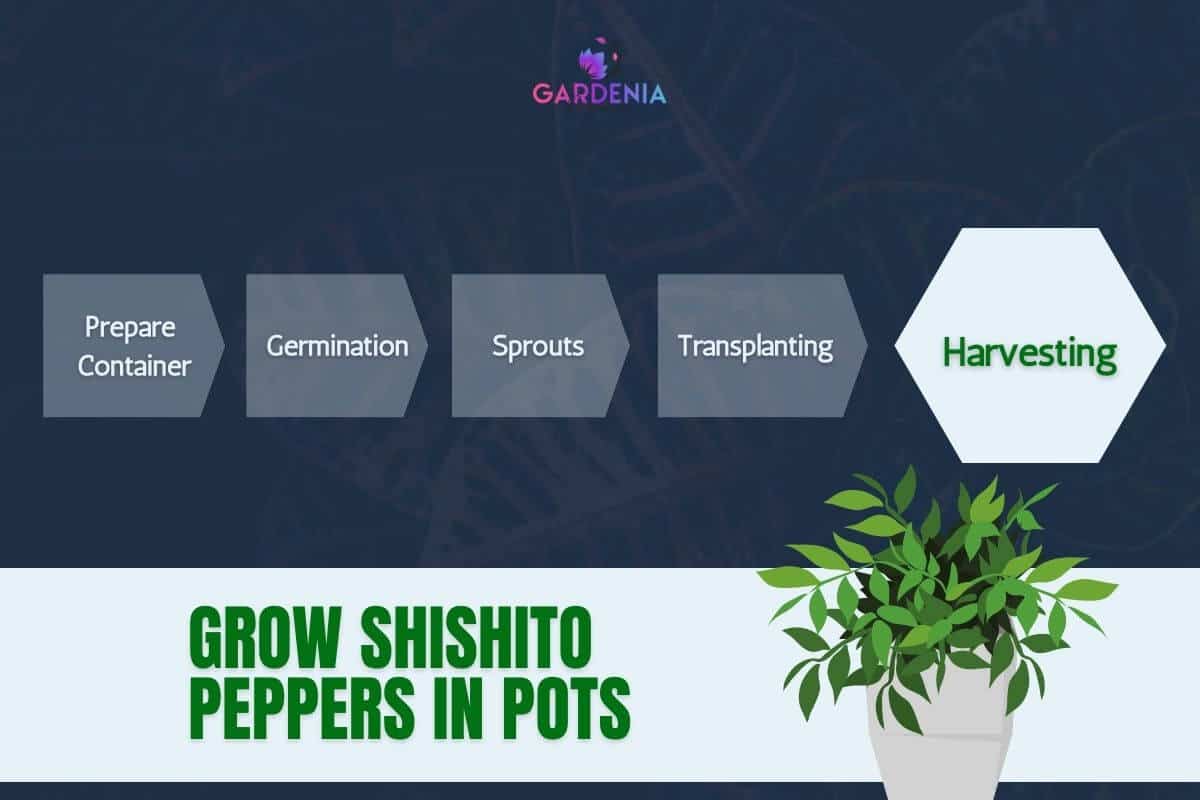 How To Grow Shishito Peppers in Pots Gardenia Organic
