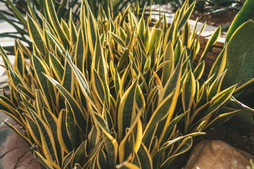 Growing snake plant outdoor