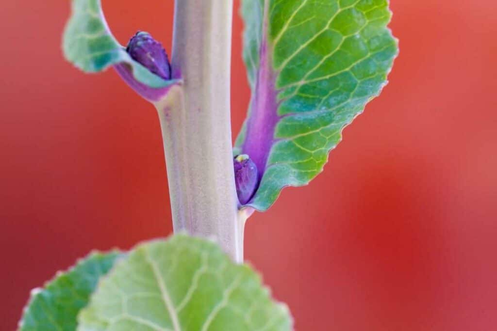 Choosing fertilizer for Brussel sprouts