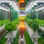 Growing Hydroponic Vegetables for Profits