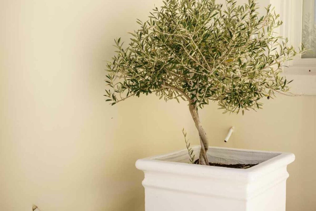 Problems with growing olive trees in pots