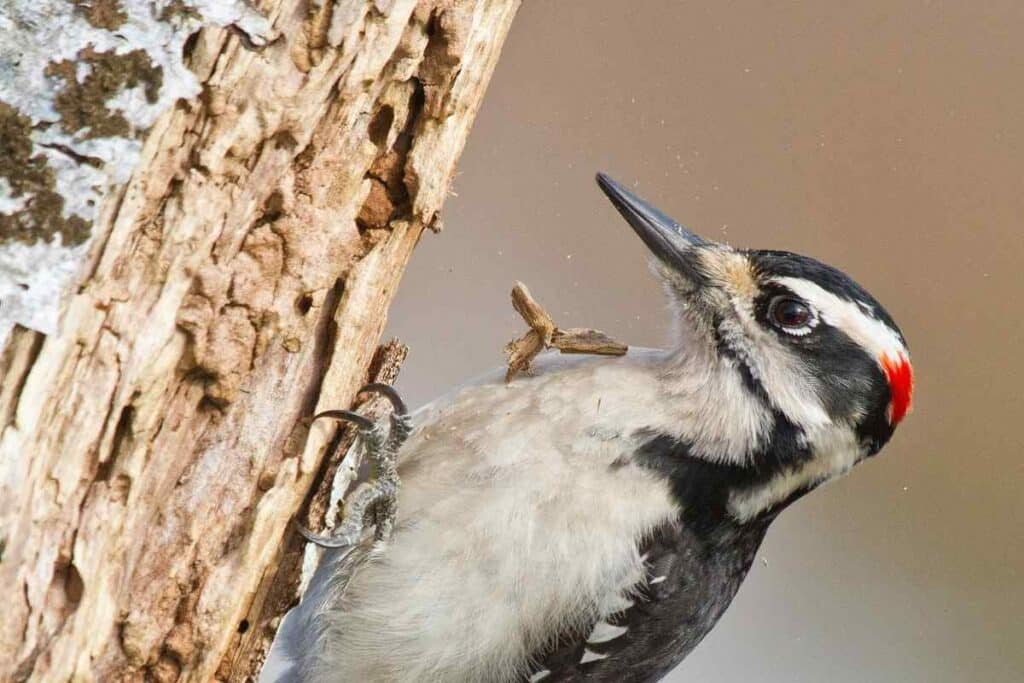 Hairy Woodpeckers in Missouri