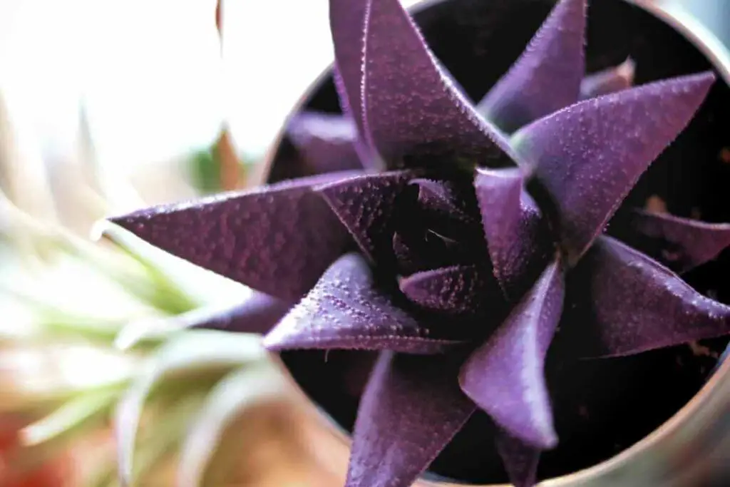 Half purple succulents Design idea