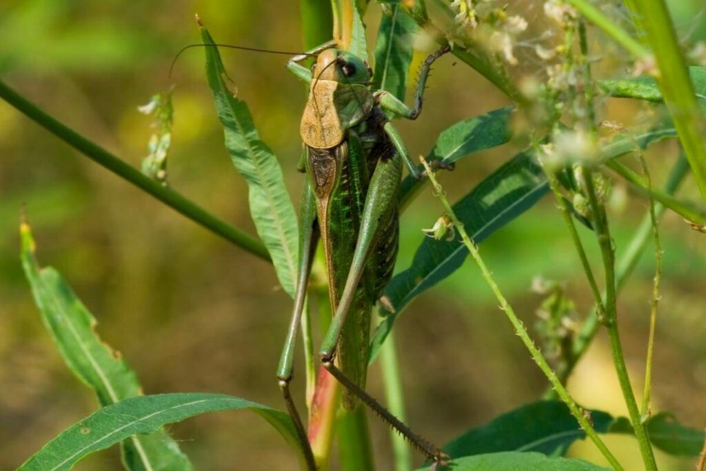 How to handle grasshoppers