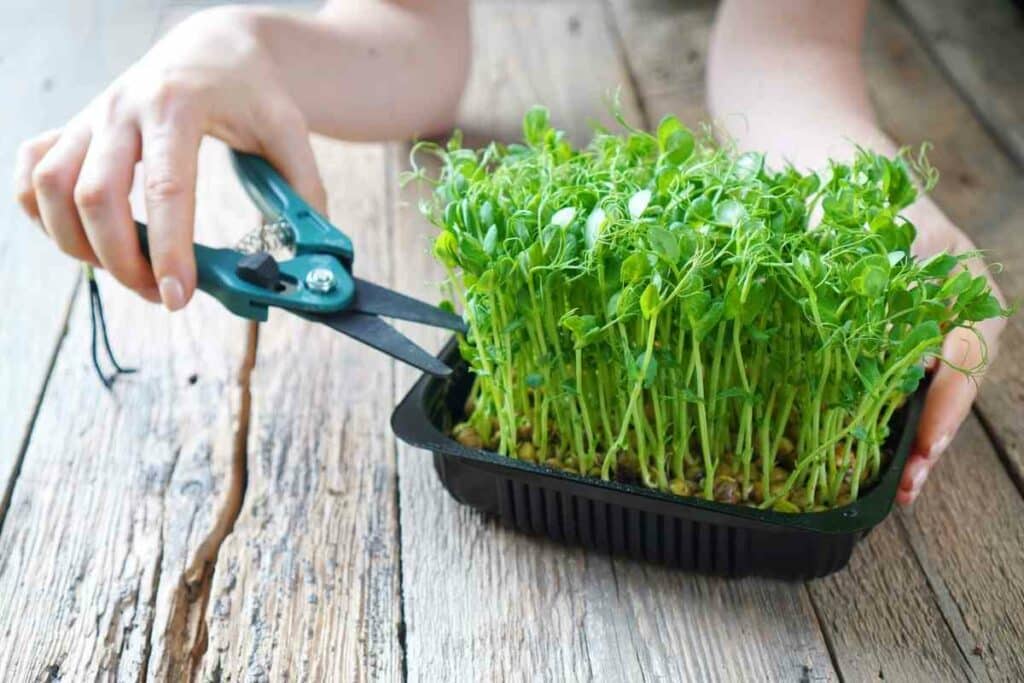 Harvesting microgreens at home