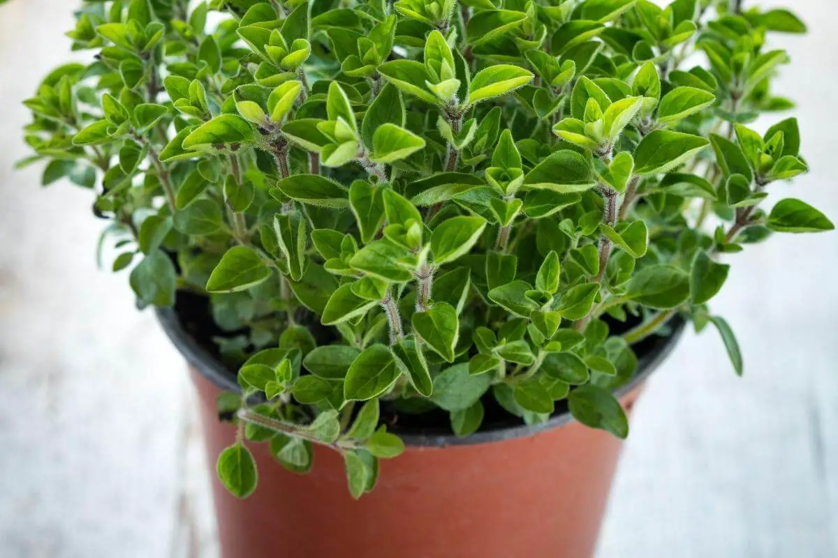 How to Harvest Oregano without Killing the Plant