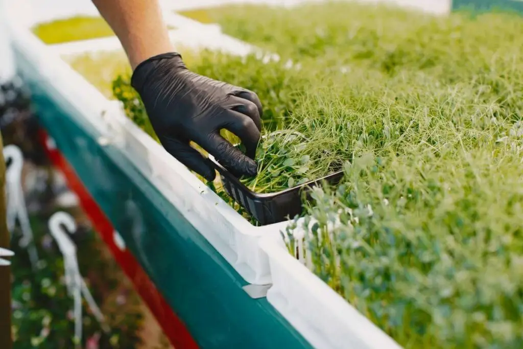 How to harvest microgreens complete guide