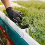 How to harvest microgreens complete guide