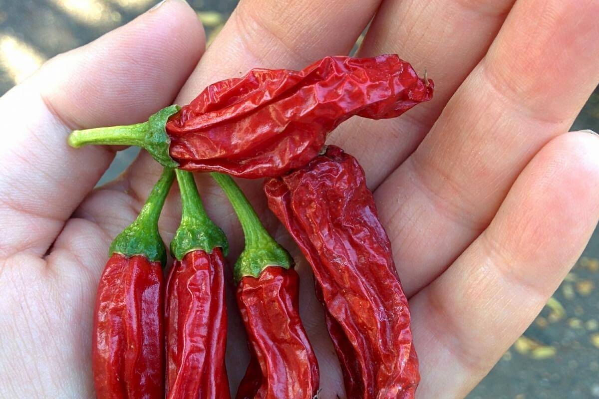 How To Grow Shishito Peppers in Pots Gardenia Organic