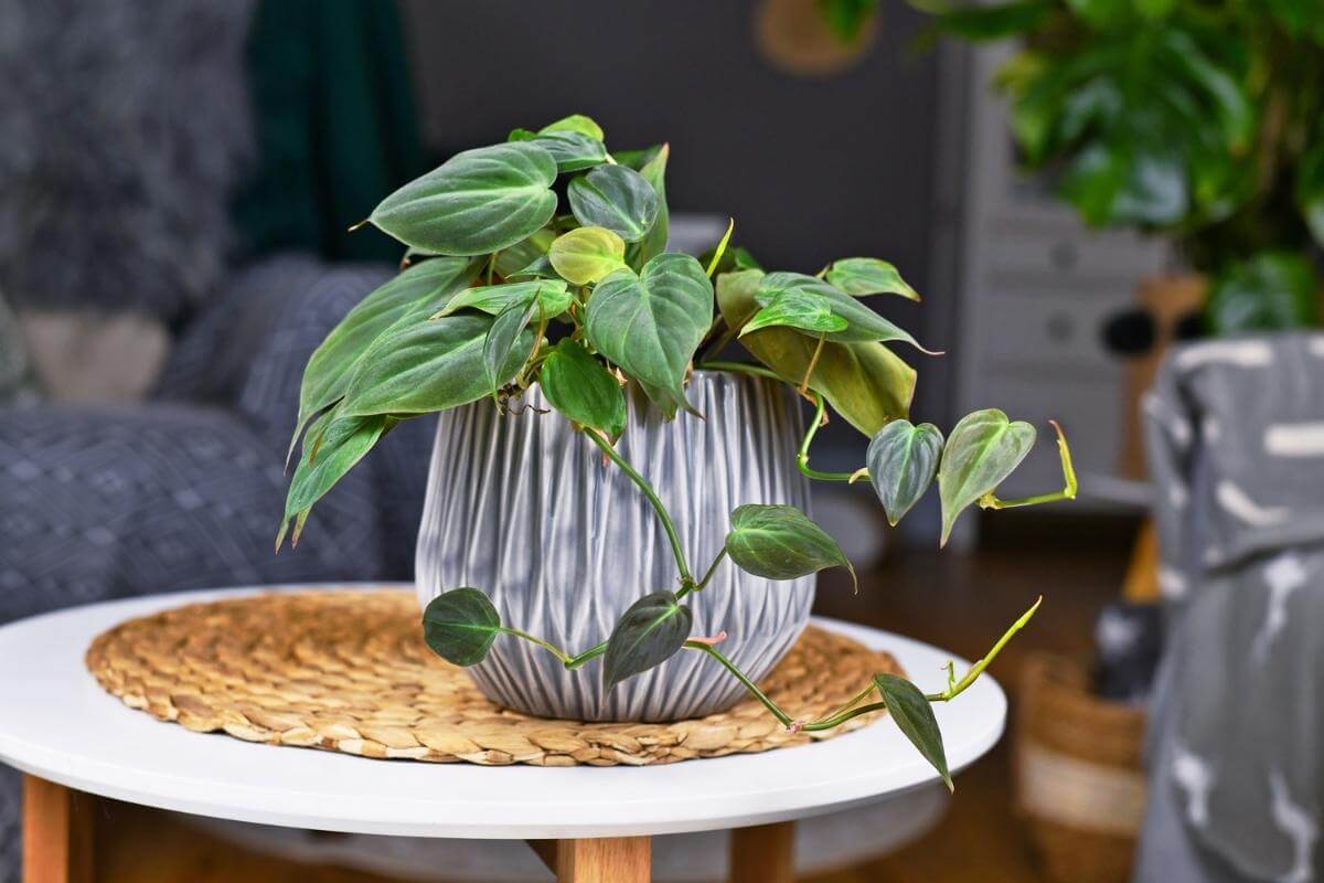 11 House Plants That Give Off The Most Oxygen Gardenia Organic