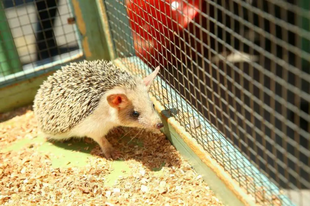 Hedgehog in a cage