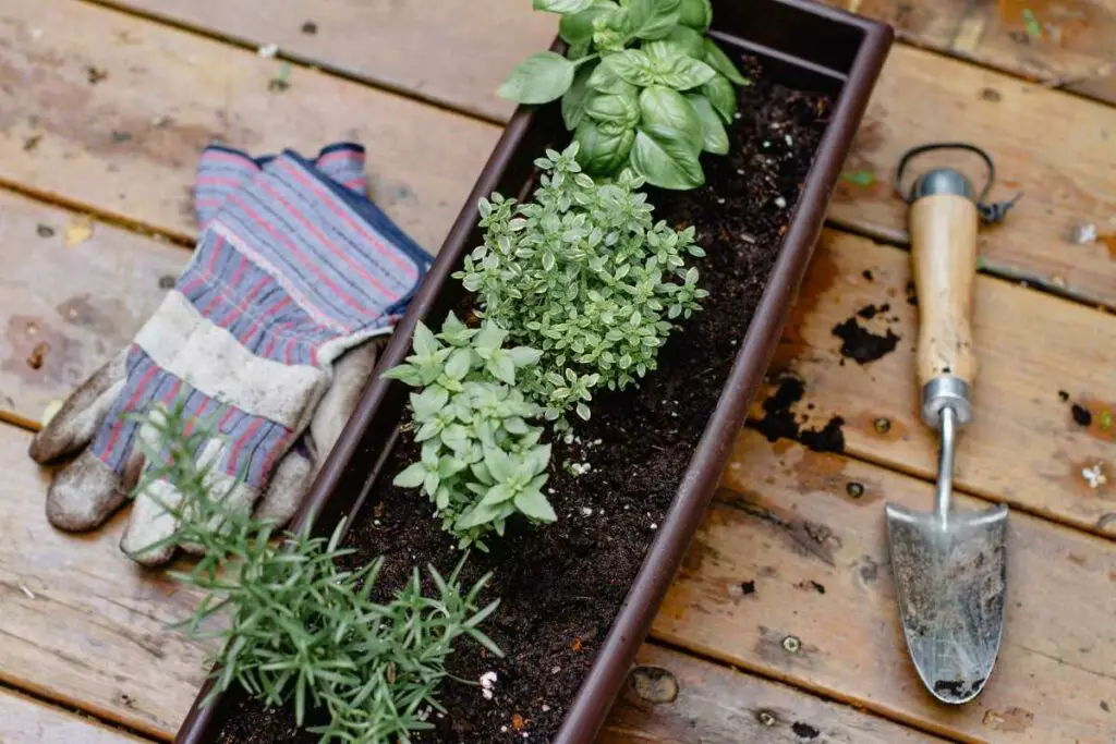Herbs grow indoors without sunlight