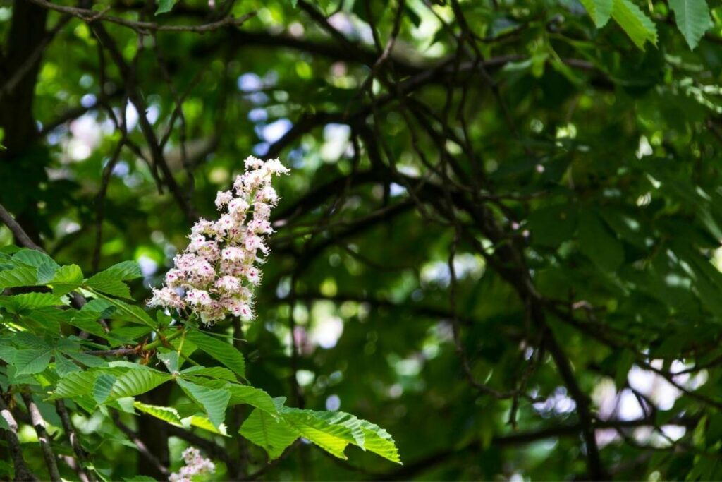 Horse Chestnut flower tree