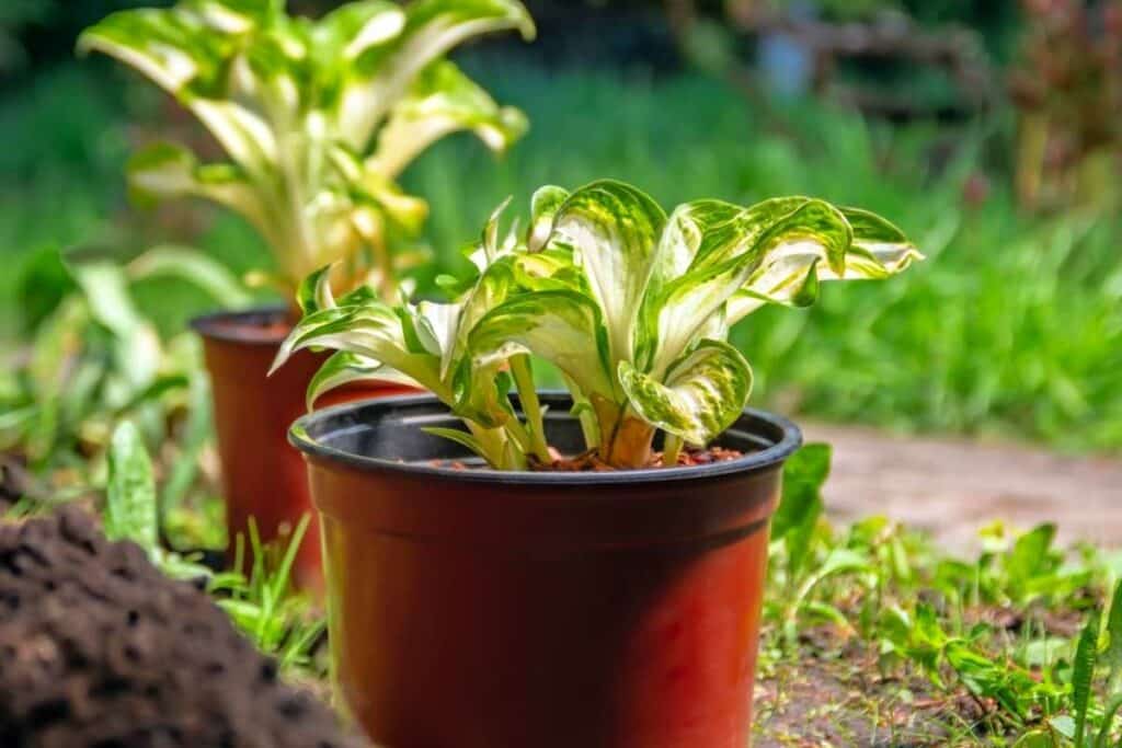 Hosta in a pot