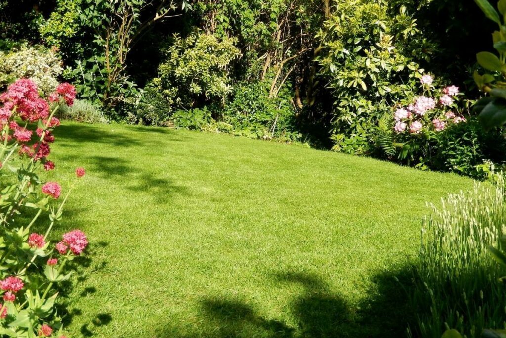 Lawn with compact soil