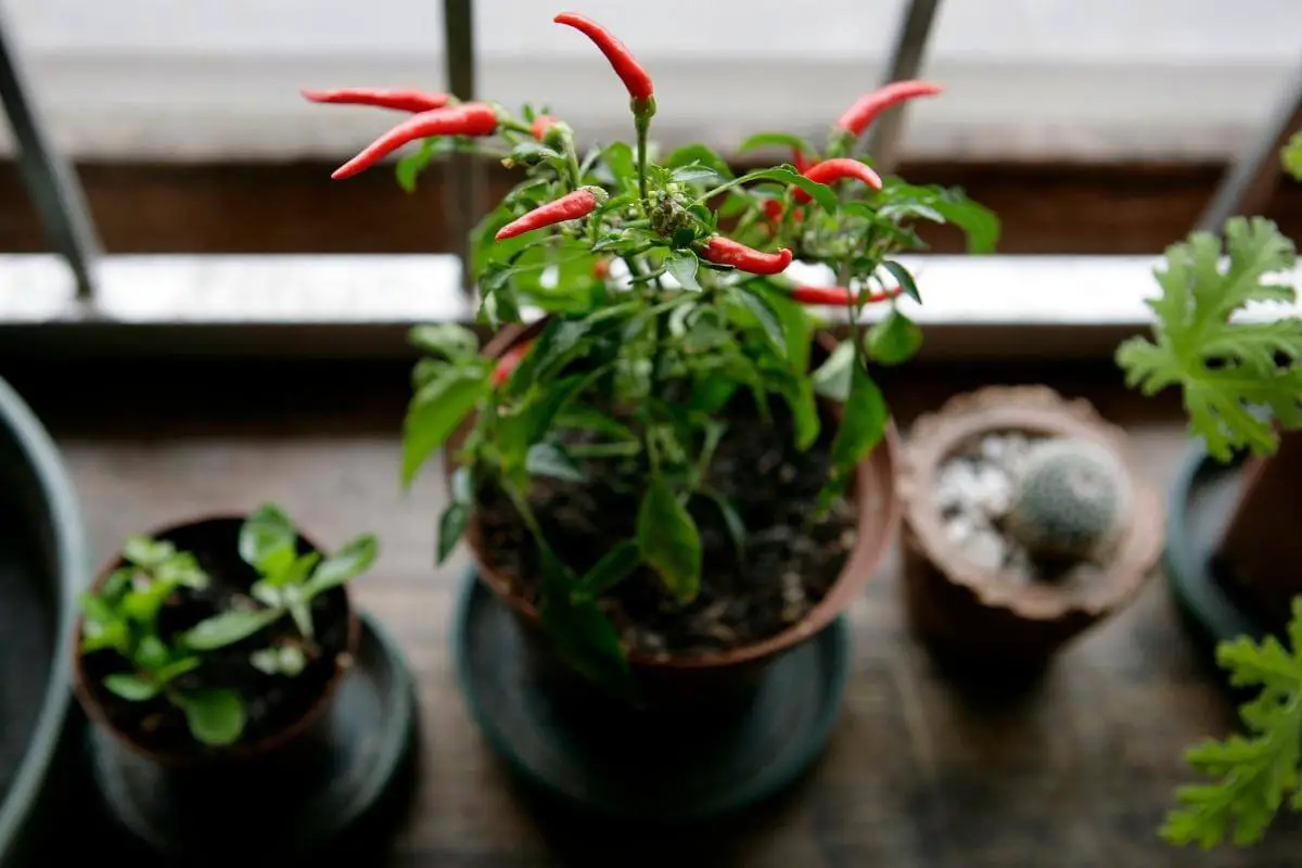 How to Grow Chili Plants Faster at Home?