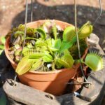 How Much Water Does A Venus Flytrap Need?
