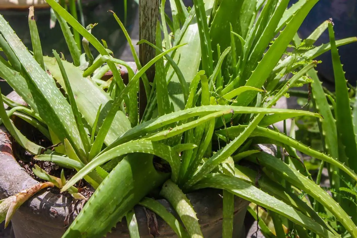 Do You Water Aloe Vera Plants From Top Or Bottom Gardenia Organic 3702