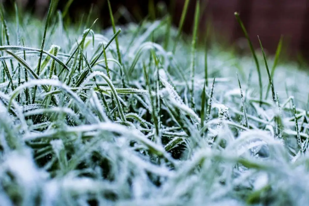 How Often to Mow Lawn in Winter