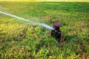 How Often Should You Water Grass Seeds?