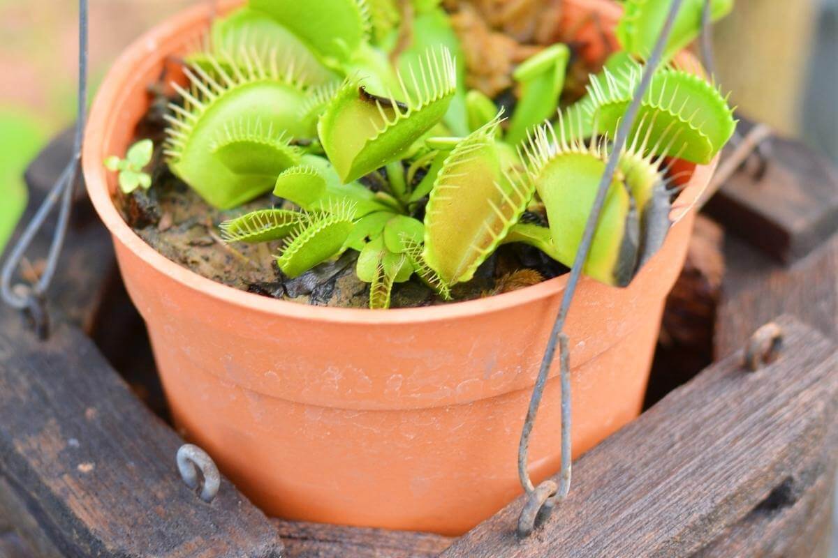 How Much Water Does A Venus Flytrap Need? Gardenia Organic
