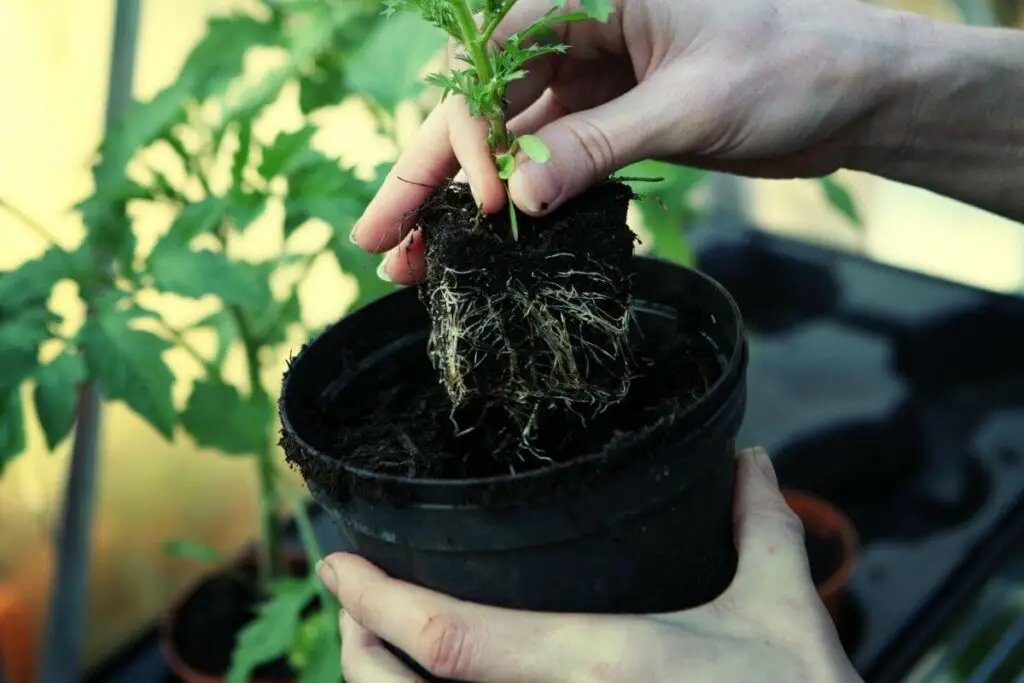 Planting Marigolds in a pot