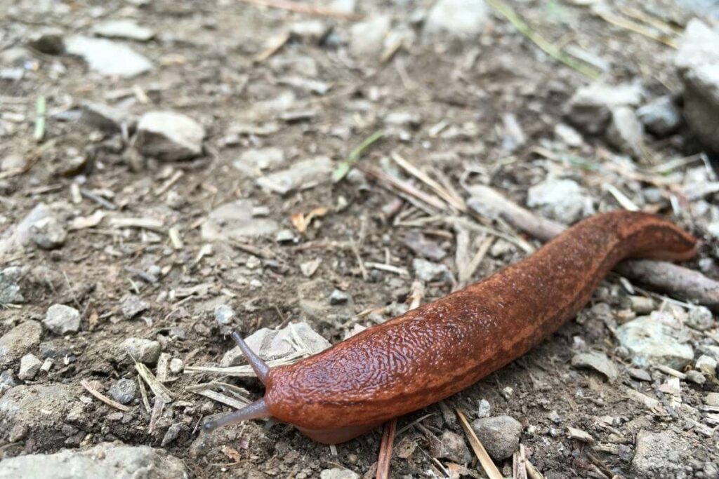 How to Prevent Slugs?