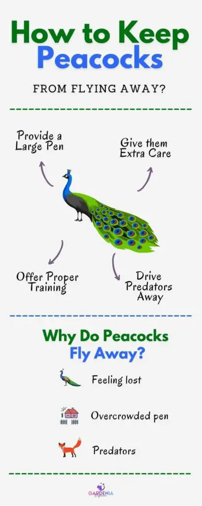 Infographics on how to keep peacock from flying away