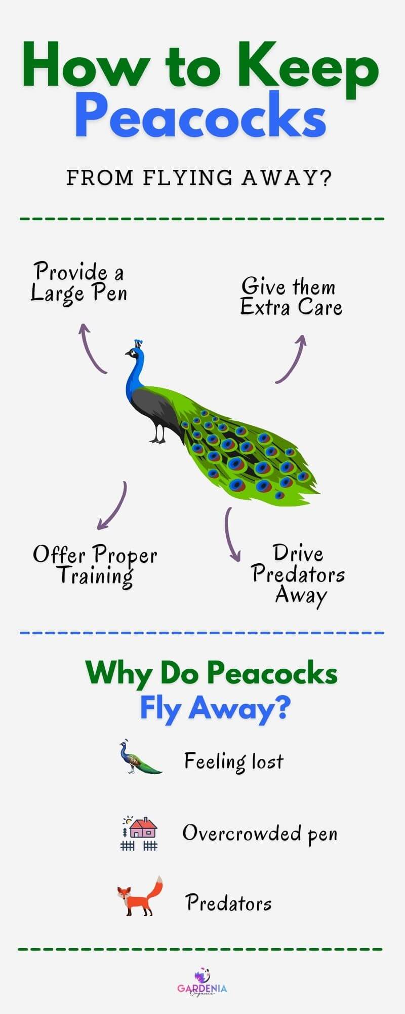 How to Keep Peacocks from Flying Away Gardenia Organic