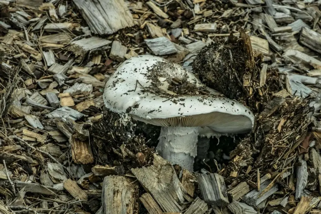 How to use mushroom compost