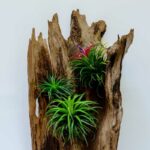 How to Water Air Plants on Wood?