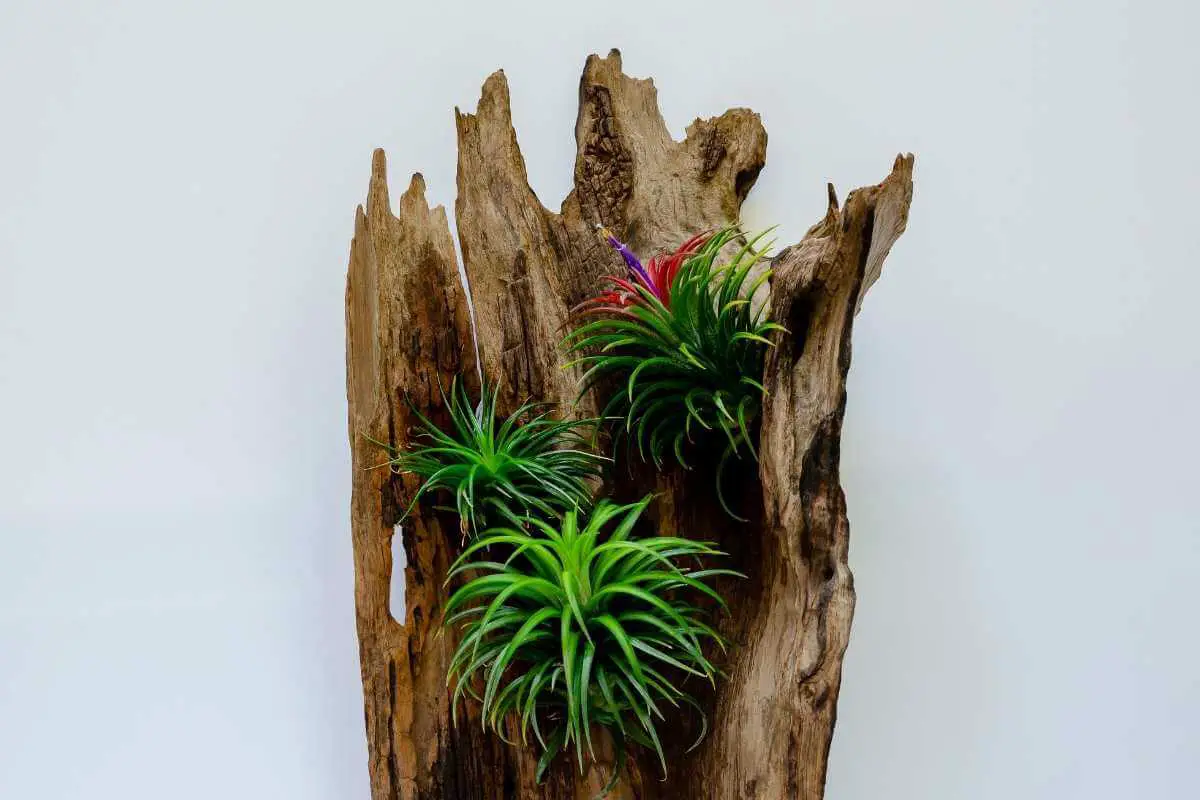 How to Water Air Plants on Wood?
