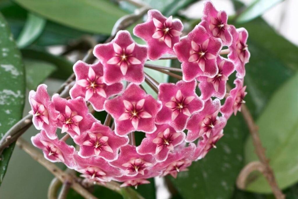 Hoya spp plant