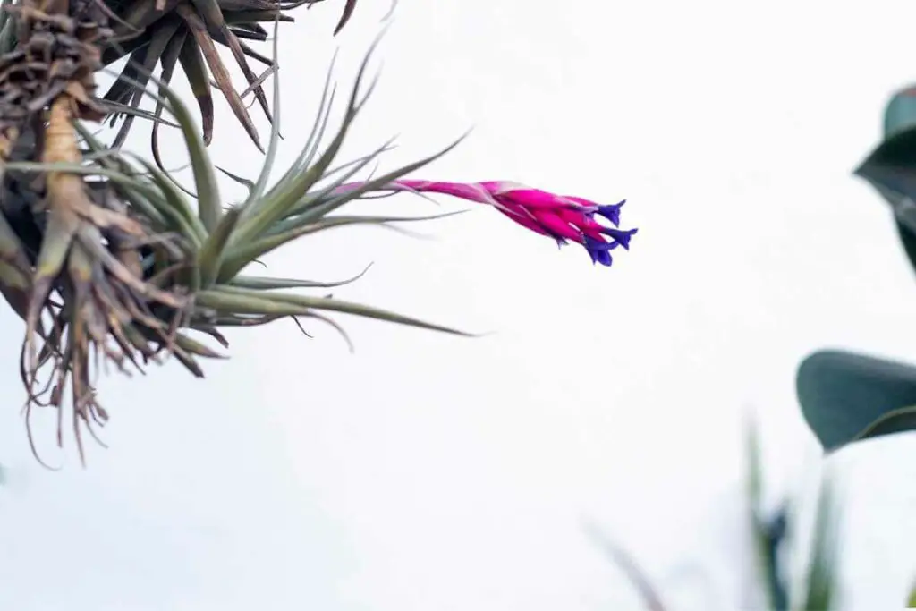 Air plant flower purple
