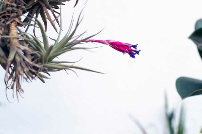 Do Air Plants Grow Bigger? Gardenia Organic