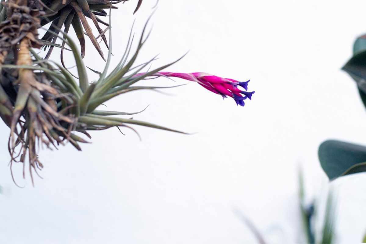 Do Air Plants Grow Bigger? Gardenia Organic