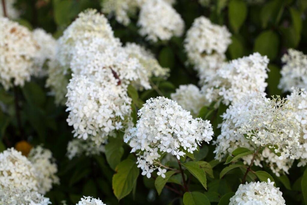 Hydrangea Paniculata bush