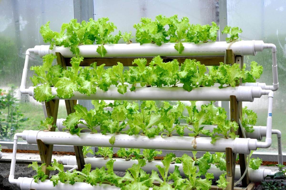 How Much Does It Cost To Set Up A Hydroponic At Home Gardenia Organic