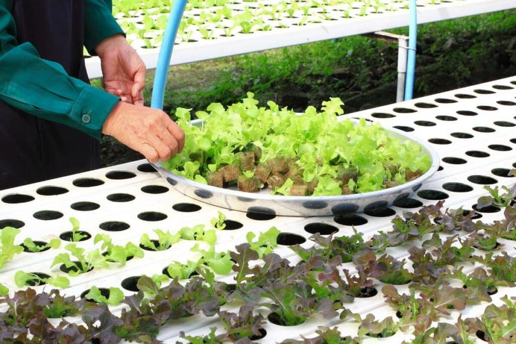 Fastest-growing Hydroponic Plants