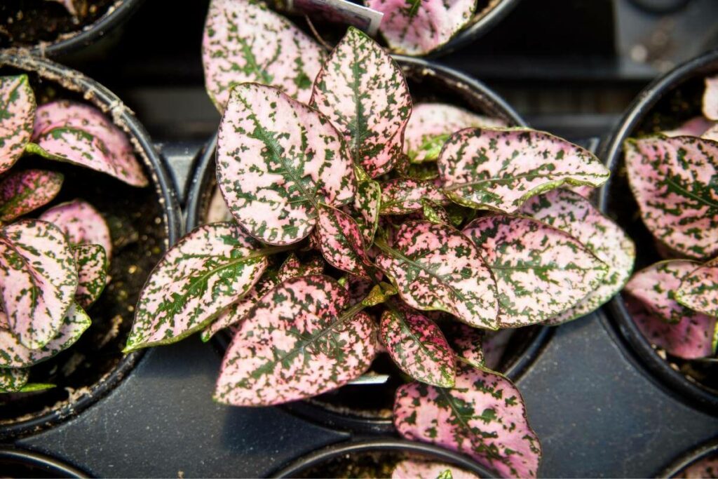 Hypoestes Phyllostachya Exotic Terrarium Plant