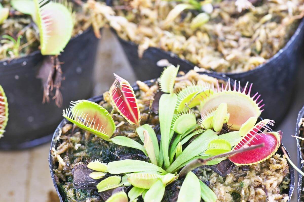 How Much Water Does A Venus Flytrap Need? Gardenia Organic