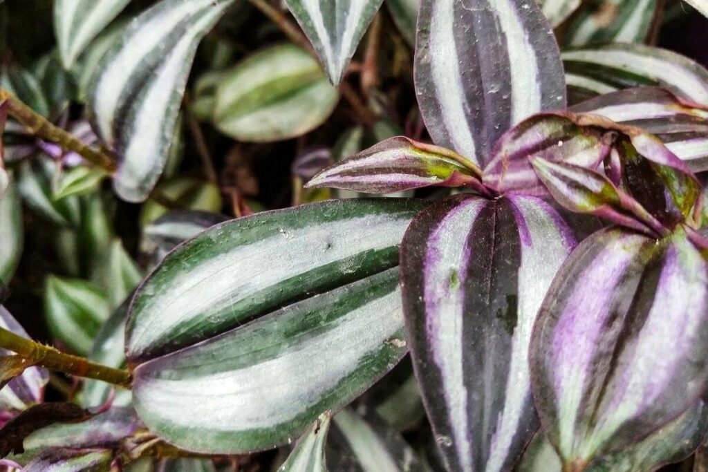 Inch Plant climbing indoor