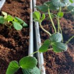 How to Incorporate Worms into an Aquaponics System
