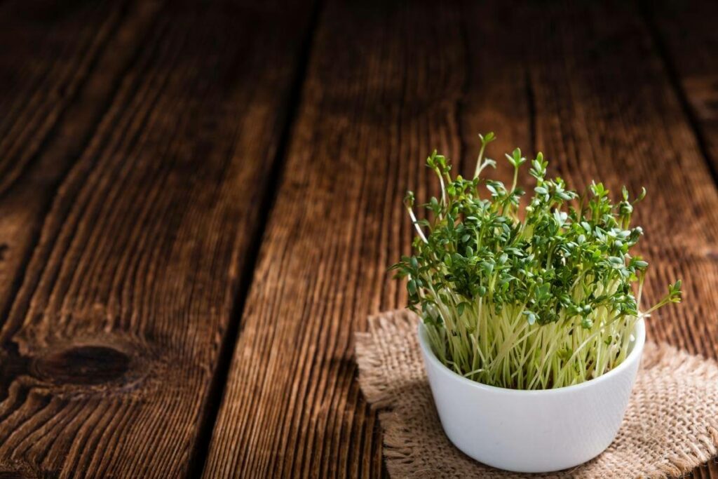 Indoor Cress Growing Conditions and Basic Care